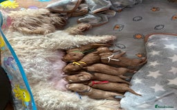 Cavapoo dogs for sale: F1b cavapoos- Red, apricot and white, collect16/12 - Image 2