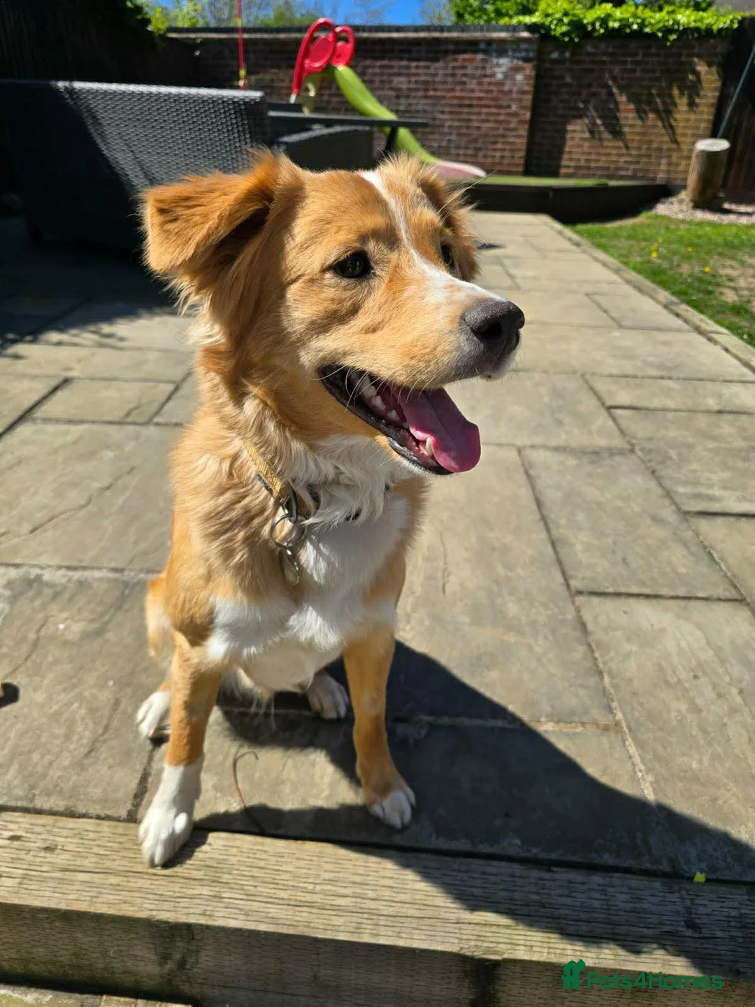 Mixed Breed dogs for adoption: RUDI-happy&loving boy/loves outdoors/house trained in Alfreton - Advert 2
