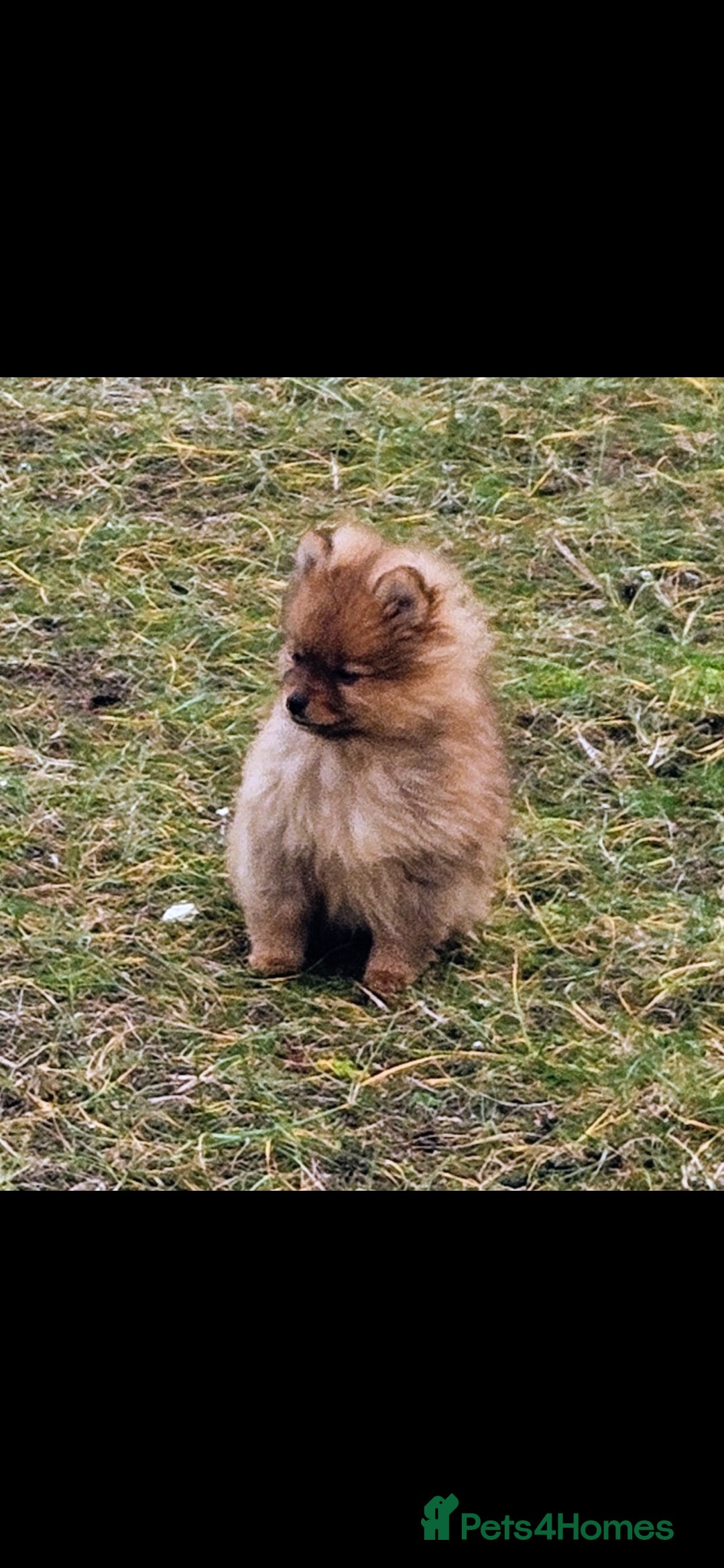 Pomeranian dogs Beautiful Girl in Barnsley - Advert 1