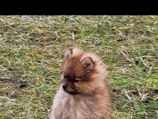 Pomeranian dogs Beautiful Girl in Barnsley - Advert 1