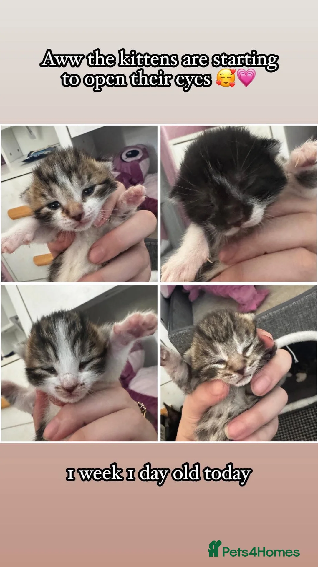Mixed Breed cats for sale: Beautiful kittens - Advert 1