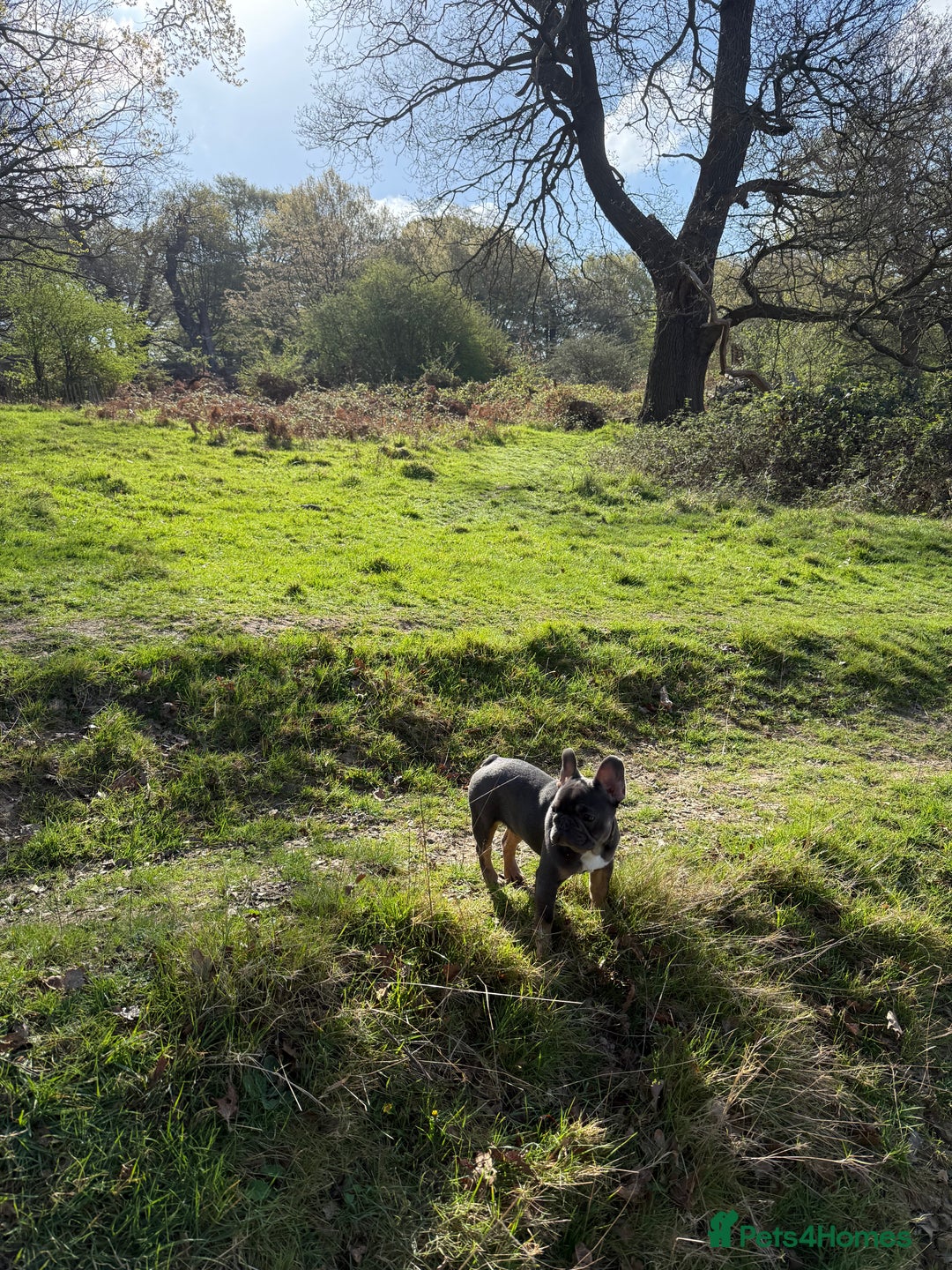 French Bulldog dogs for stud: 🐾 FRENCH BULLDOG STUD – MEET REGGIE! 🐾 - Advert 4