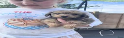Cockapoo dogs for sale: F1b merle cockapoo  in Bicester - Advert 17