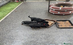 Rottweiler dogs for sale: Rotty/rottweiler puppies - Image 3