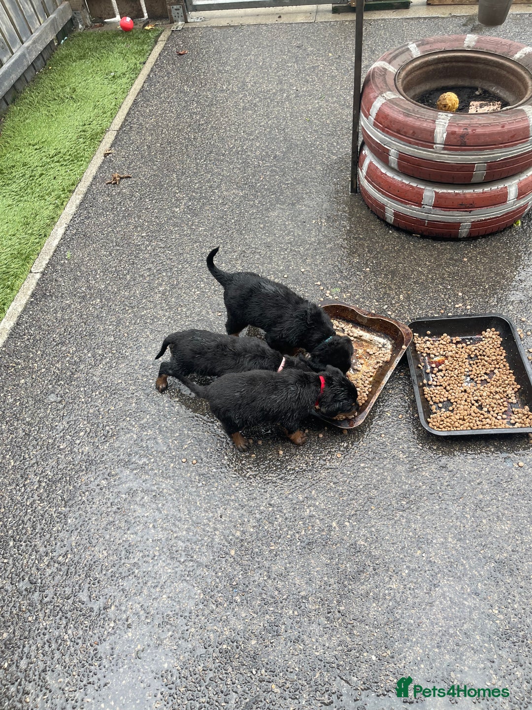 Rottweiler dogs for sale: Rotty/rottweiler puppies - Image 3