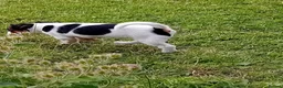 Jack Russell dogs for sale: Jack Russell Pups - Advert 5