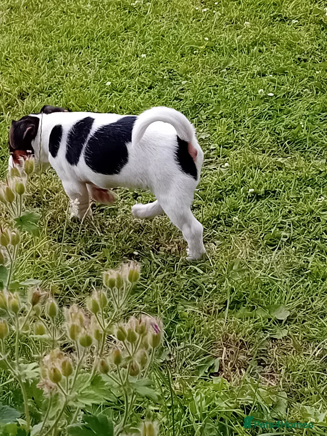 Jack Russell dogs for sale: Jack Russell Pups - Advert 5