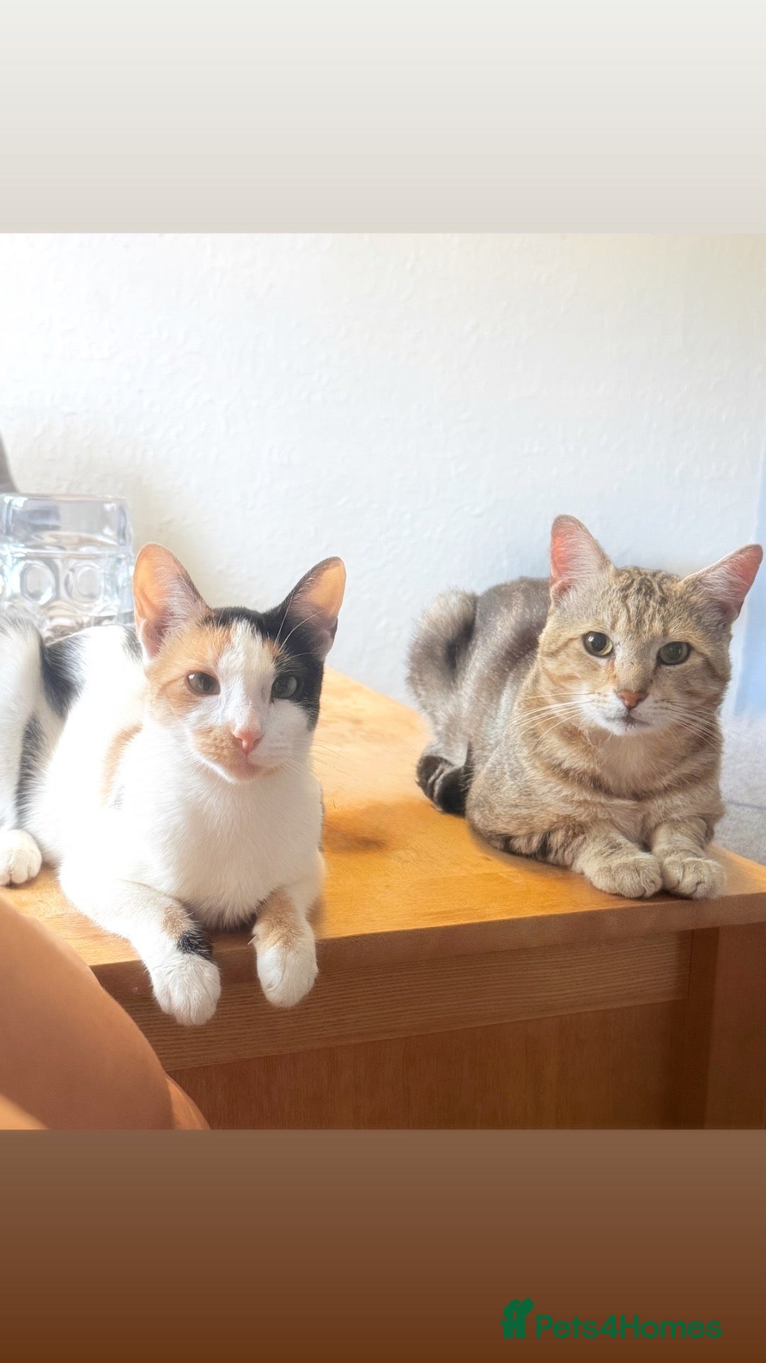 Mixed Breed cats Cats for sale  - Advert 1