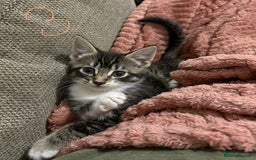 Mixed Breed cats for sale: 3 beautiful female kittens  - Image 23