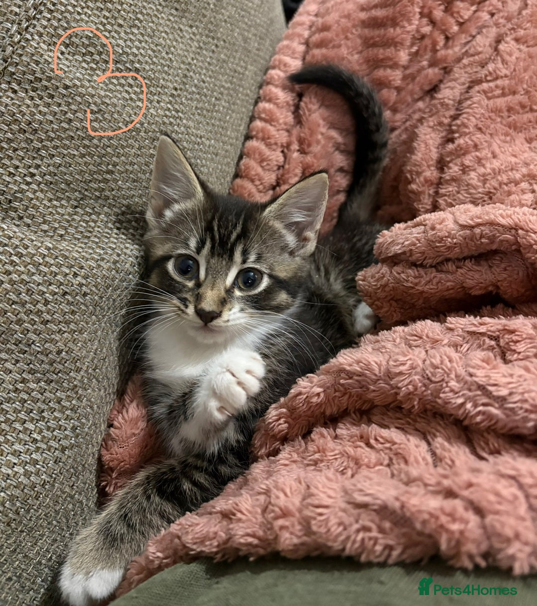 Mixed Breed cats for sale: 3 beautiful female kittens  - Image 23