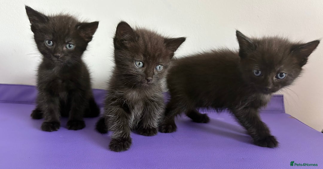 Mixed Breed cats for sale: 3 lovely kittens  - Image 2