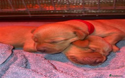 Labrador Retriever dogs for sale: Labrador Retriever Pups - Image 1