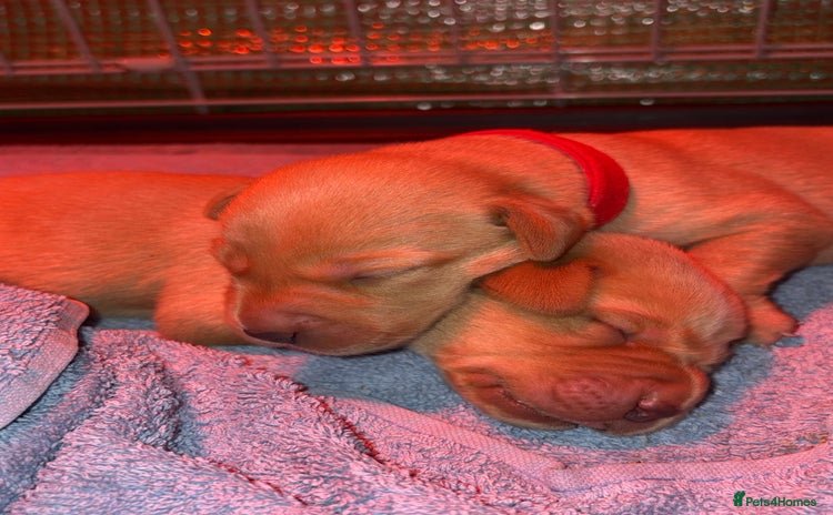 Labrador Retriever dogs - Advert 5