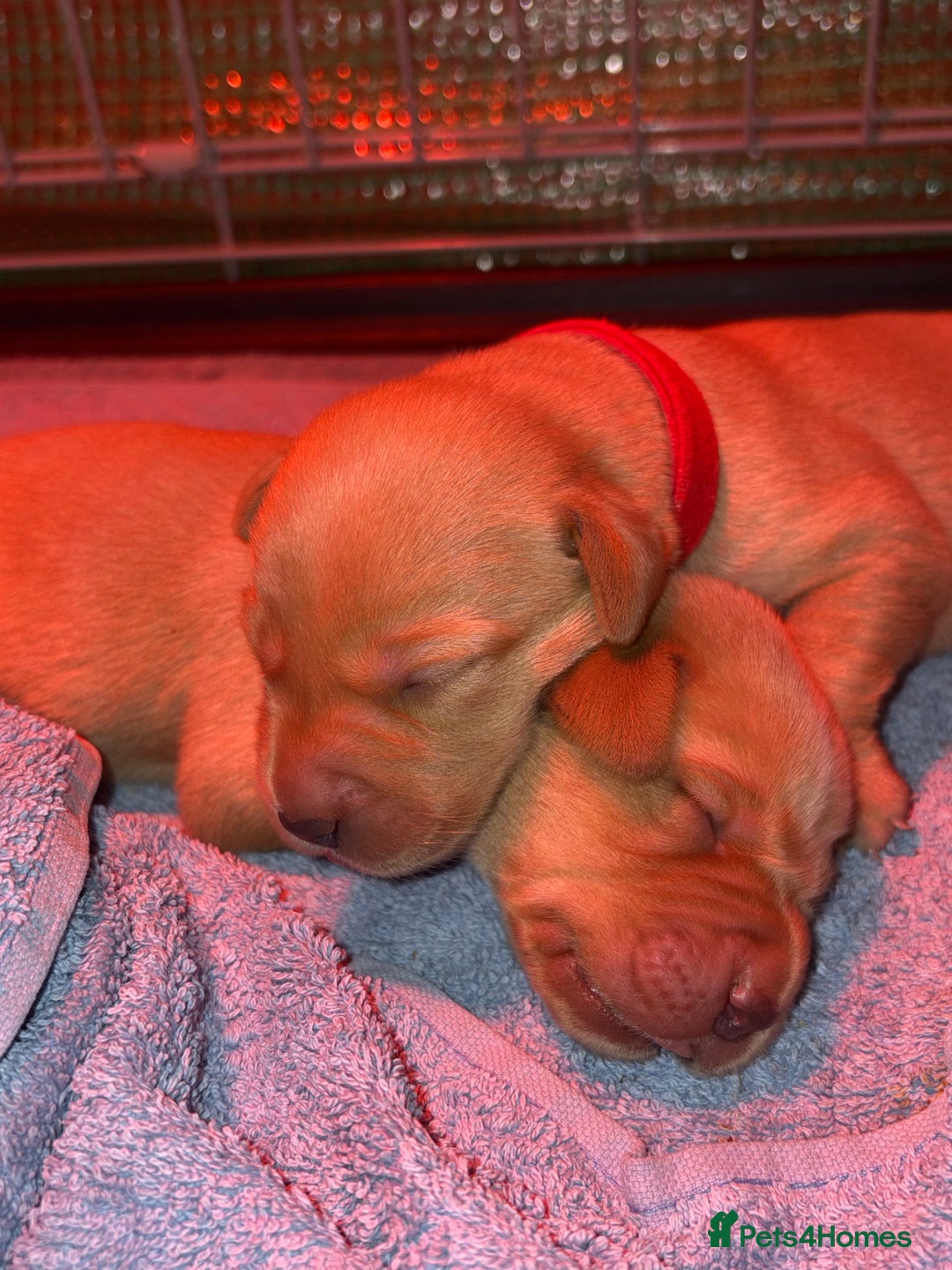 Labrador Retriever dogs for sale: Labrador Retriever Pups - Image 1