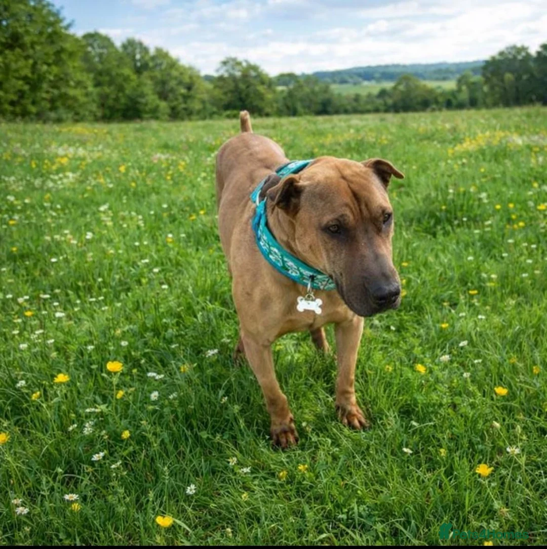 Mixed Breed dogs for adoption: Please Help Sol Aged around 6 years .  - Advert 2