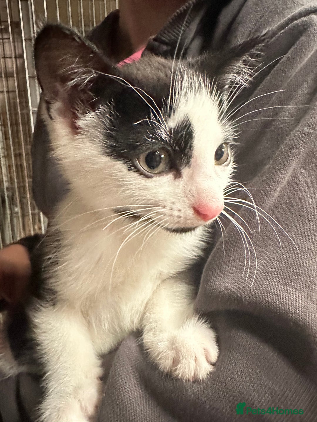 Mixed Breed cats for sale: Kittens - Image 4