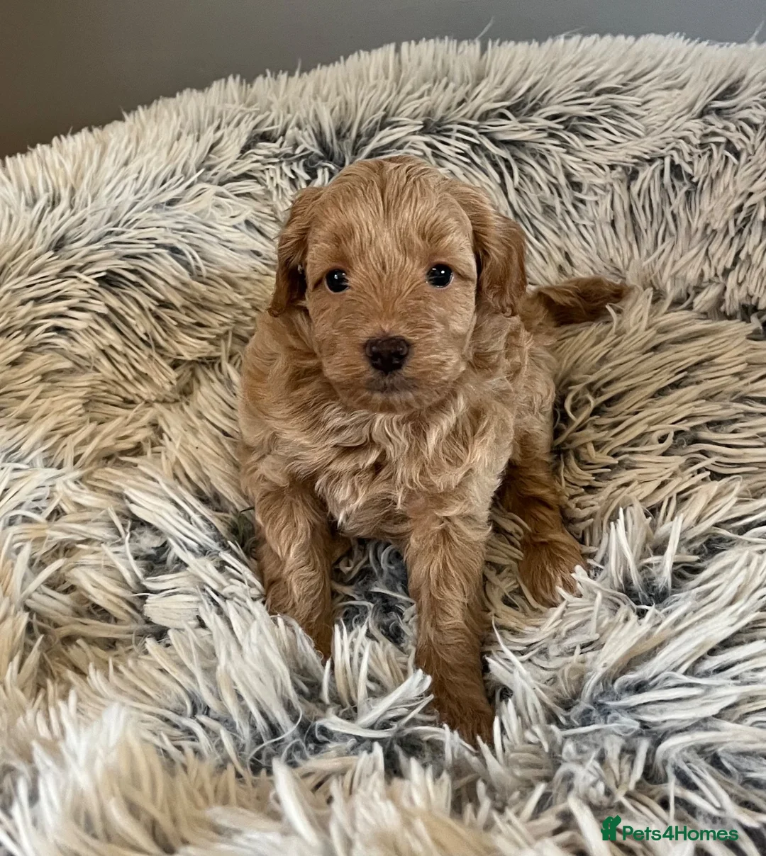 Cockapoo dogs for sale: Cockapoo F2b puppies  in Tarporley - Advert 2