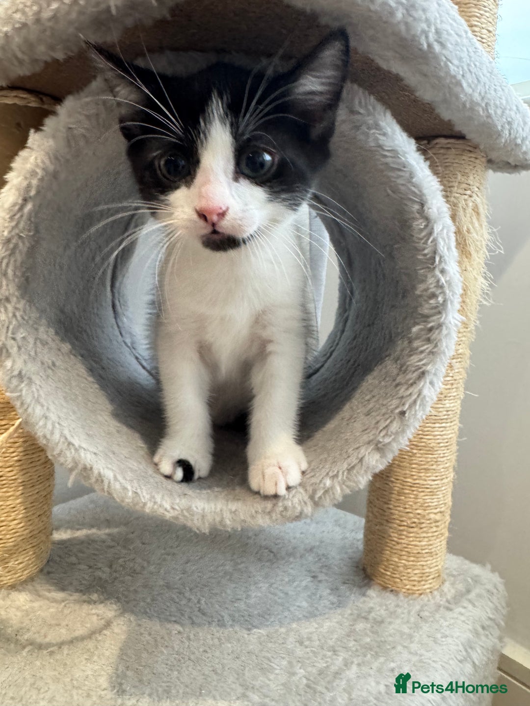 Mixed Breed cats for sale: 3 adorable female kittens  - Image 11