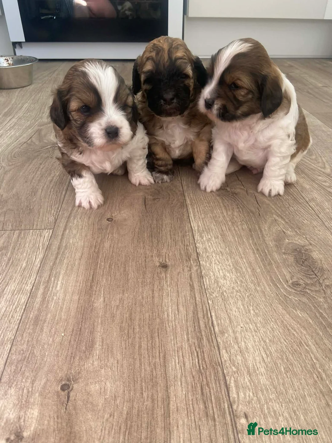 Mixed Breed dogs for sale: Adorable shihipoo family raised! in Hull - Advert 1
