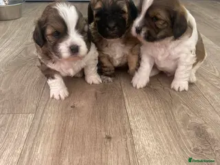 Mixed Breed dogs Adorable shihipoo family raised! - Advert 1