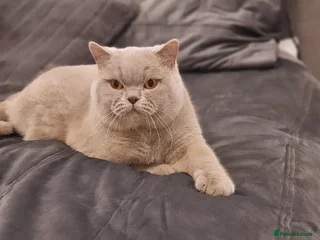 British Shorthair cats ❤️Amasing British Shorthair Lilac❤️ - Advert 3