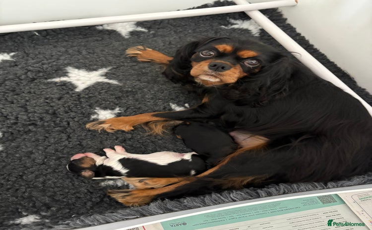 Cavalier King Charles Spaniel dogs - Advert 9