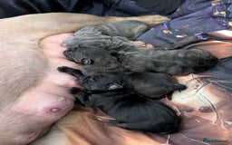 Mixed Breed dogs for sale: American pocket Corso - Image 8