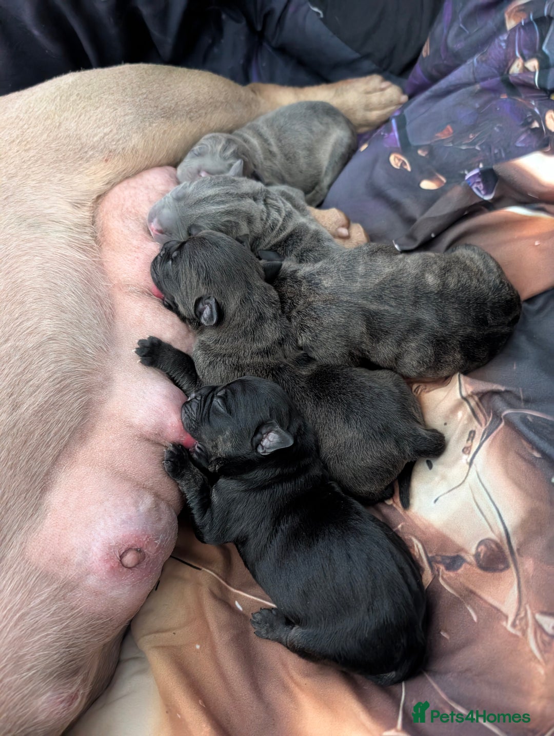 Mixed Breed dogs for sale: American pocket Corso - Image 8