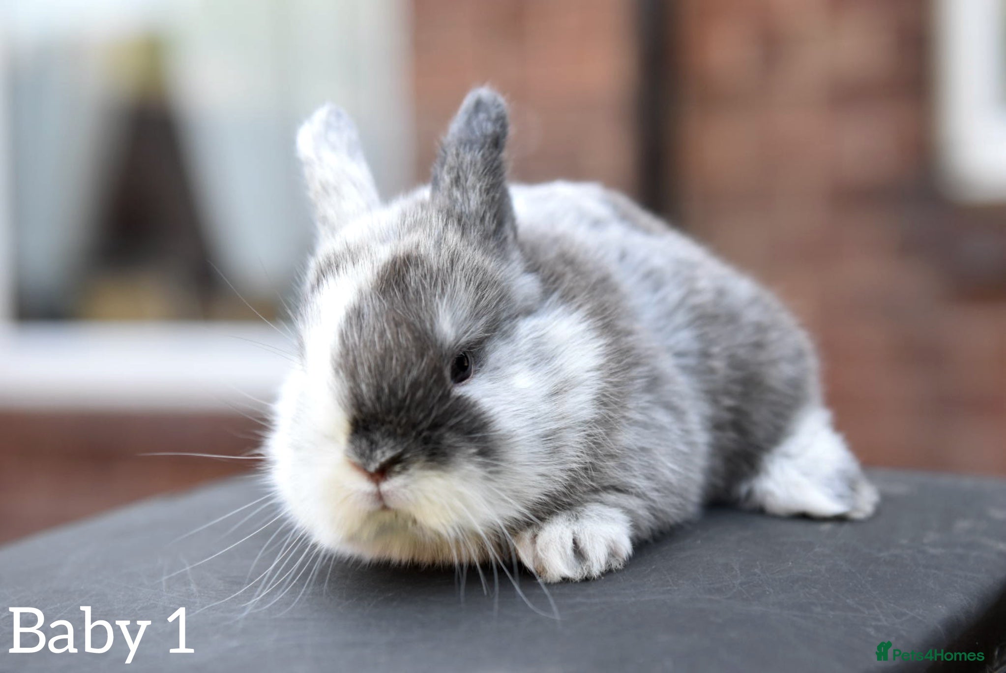 Lionhead rabbits for sale: Baby Lionhead x Lops Looking For New Home - Advert 2