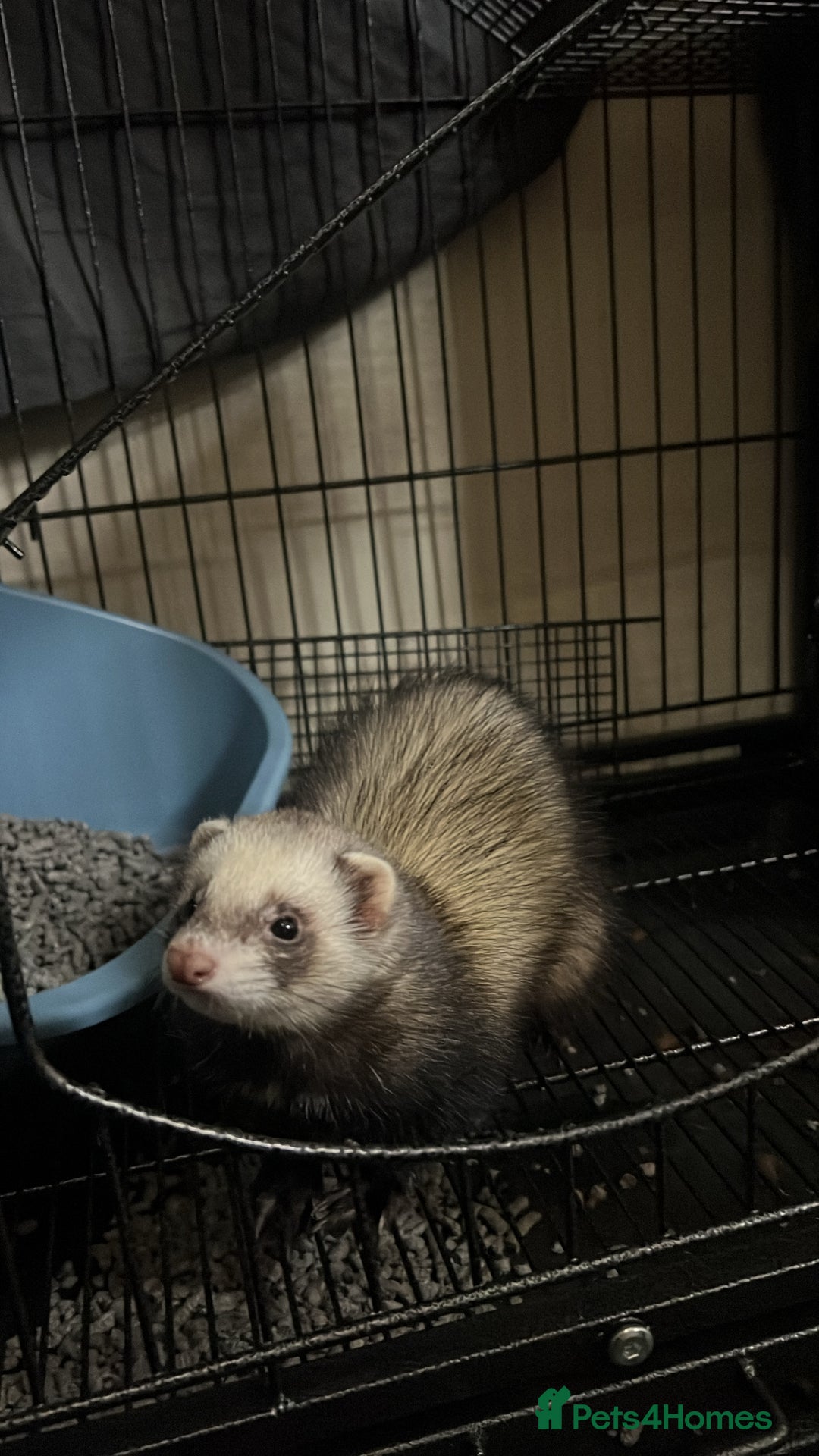 Ferret rodents for sale: Female 6moths Ferret - Advert 2