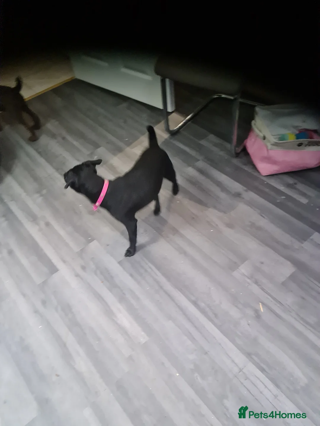 Patterdale Terrier dogs for sale: Female Paterdale Terrier 7 months old - Advert 11