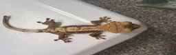 Gecko reptiles for sale: Various Crested geckos  - Advert 8