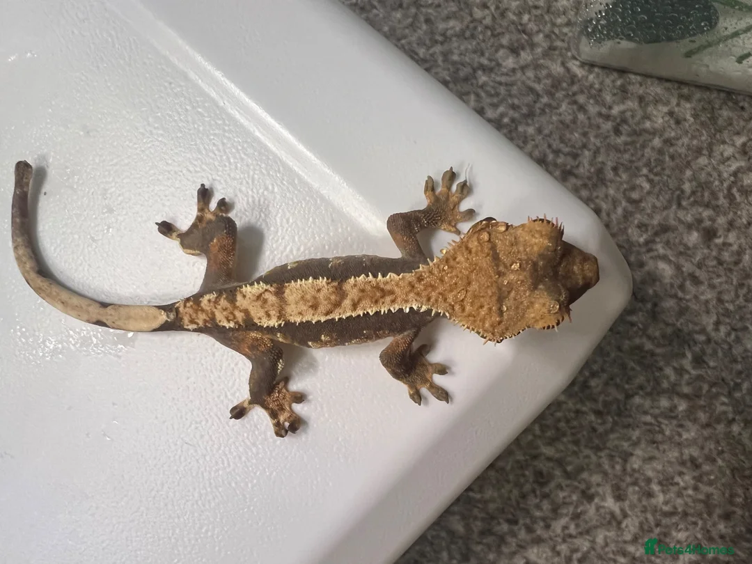 Gecko reptiles for sale: Various Crested geckos  - Advert 8