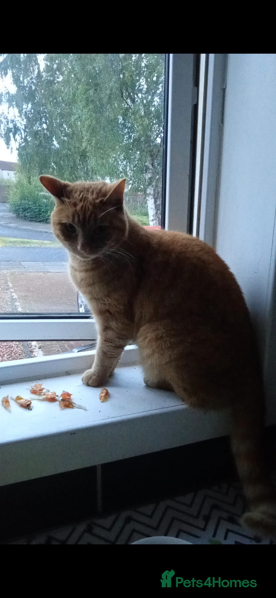 Mixed Breed cats for sale: Ginger female half bengal in Glenrothes - Advert 4