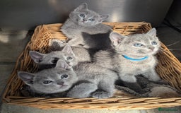 Russian Blue cats for sale: TICA Registered Affectionate Kittens - Image 14