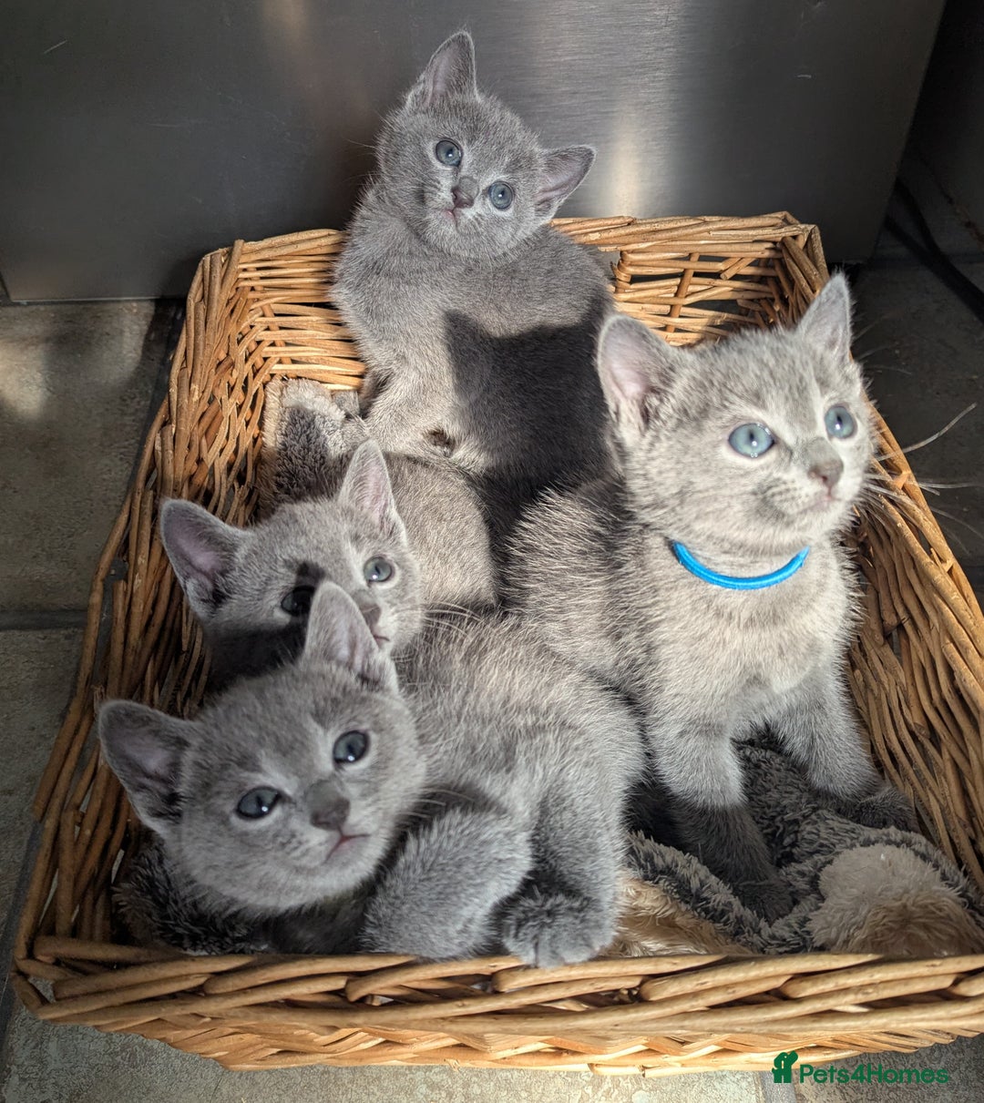 Russian Blue cats for sale: TICA Registered Affectionate Kittens - Image 14