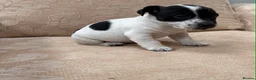 Jack Russell dogs for sale: Old fashioned pocket Jack Russell  in Gillingham - Advert 7