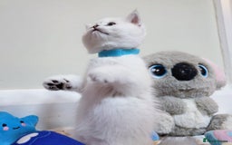British Longhair cats for sale: 5 Beautiful blue eyed British Shorthair in London - Image 16