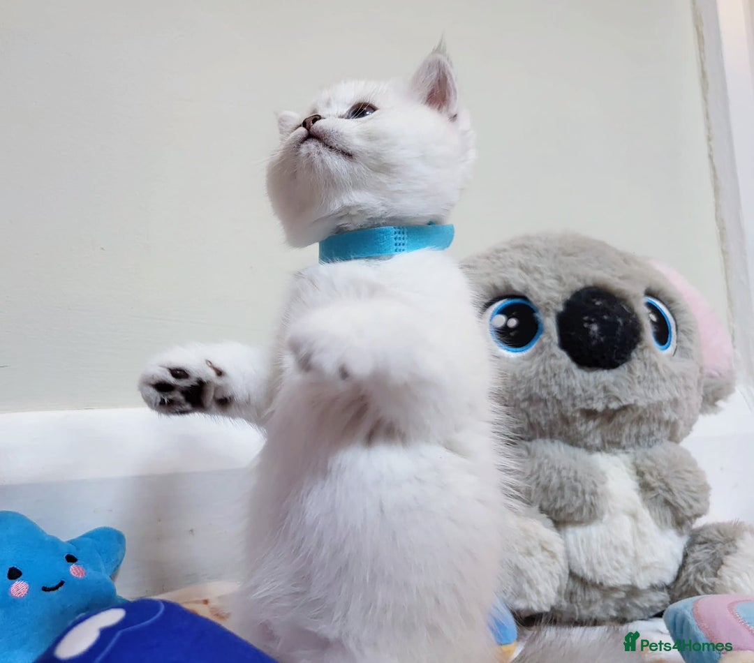 British Longhair cats for sale: 5 Beautiful blue eyed British Shorthair in London - Image 16