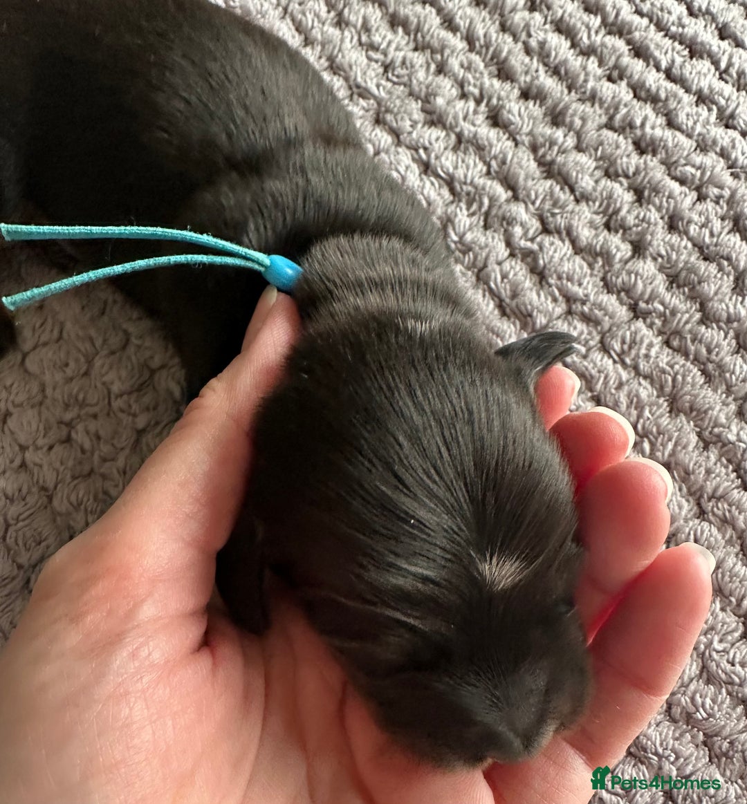 Miniature Dachshund dogs for sale: Stunning litter of 4 KC Reg puppies  - Image 8