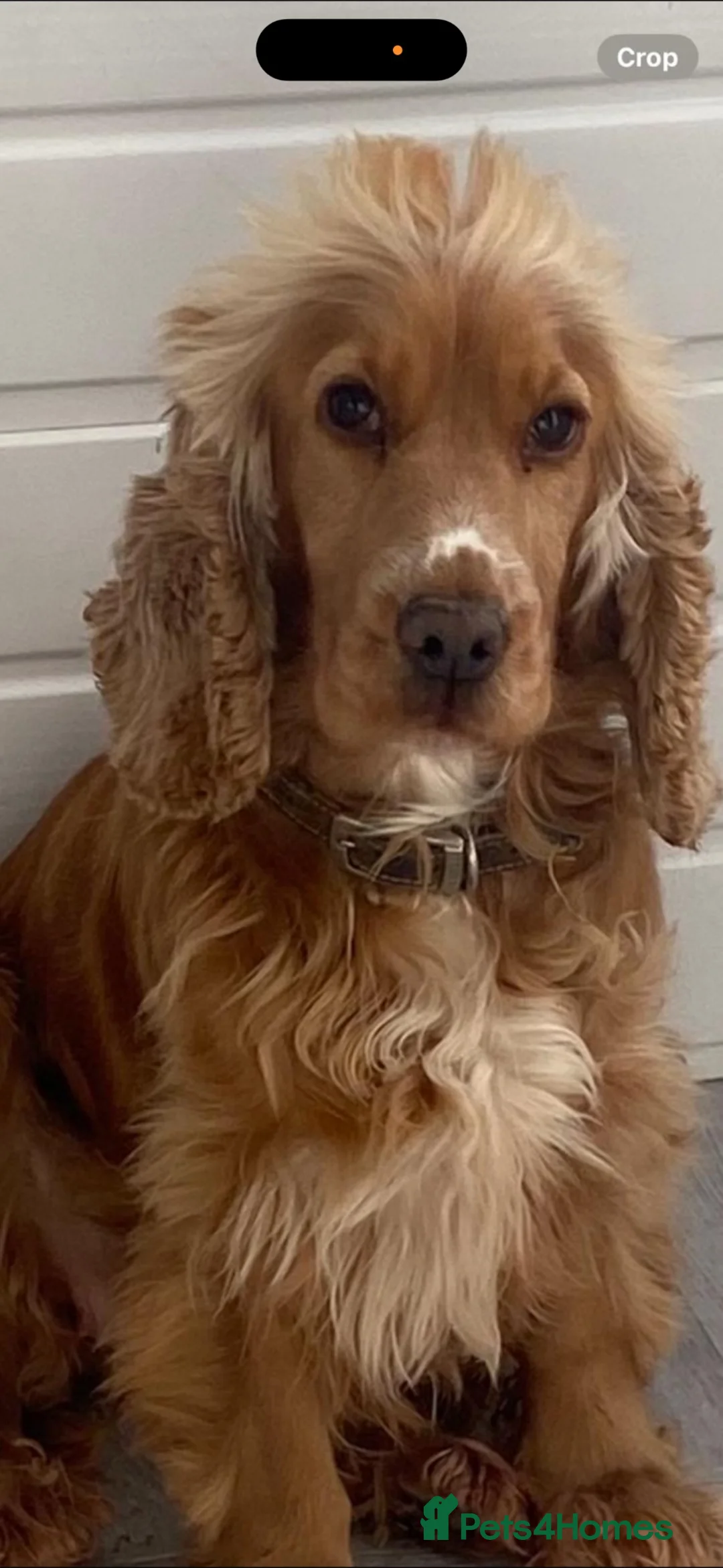 Cocker Spaniel dogs for sale: Show type cocker spaniel Lily in Chelmsford - Advert 2