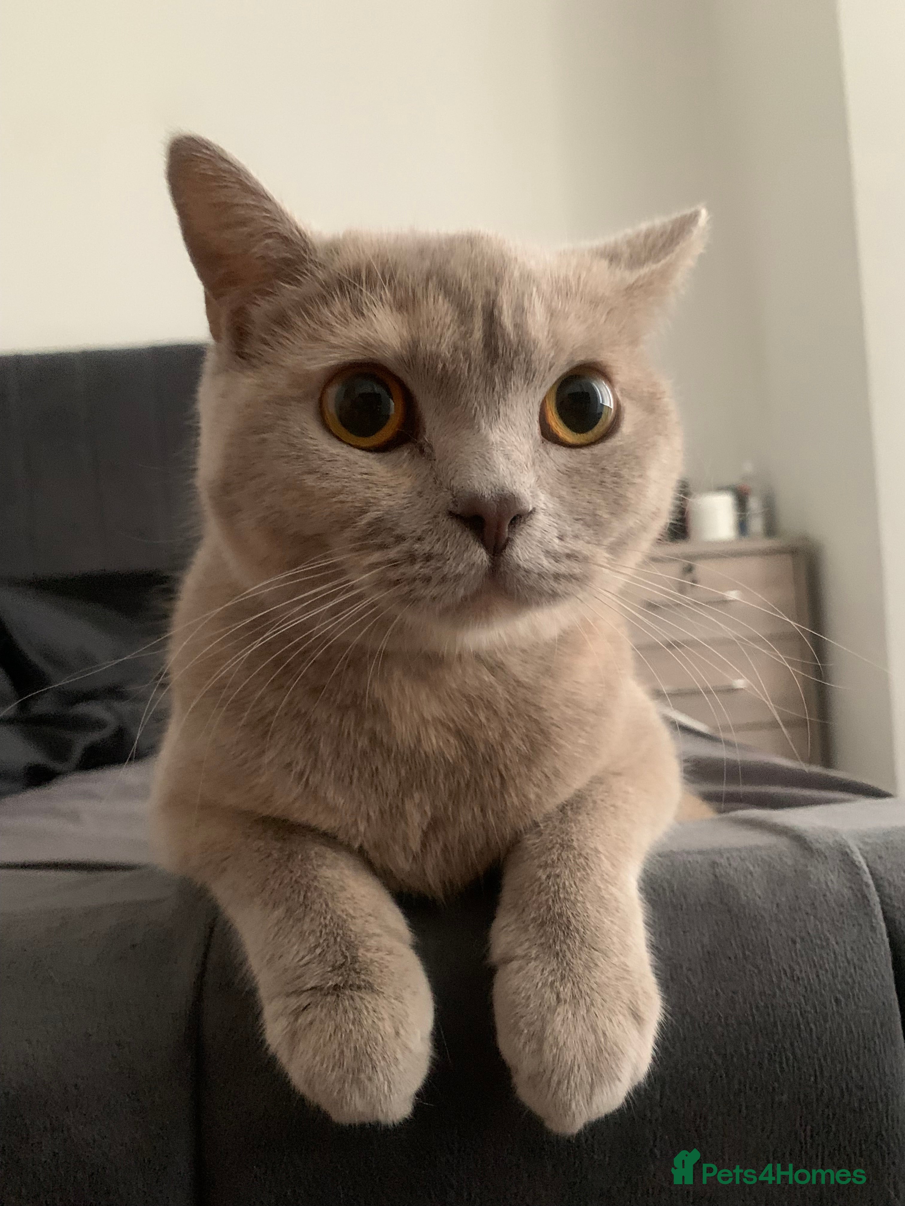 British Shorthair cats British shorthair kitten - Advert 11