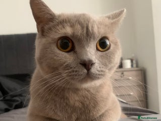 British Shorthair cats - Advert 1