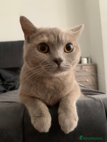 British Shorthair cats - Advert 1