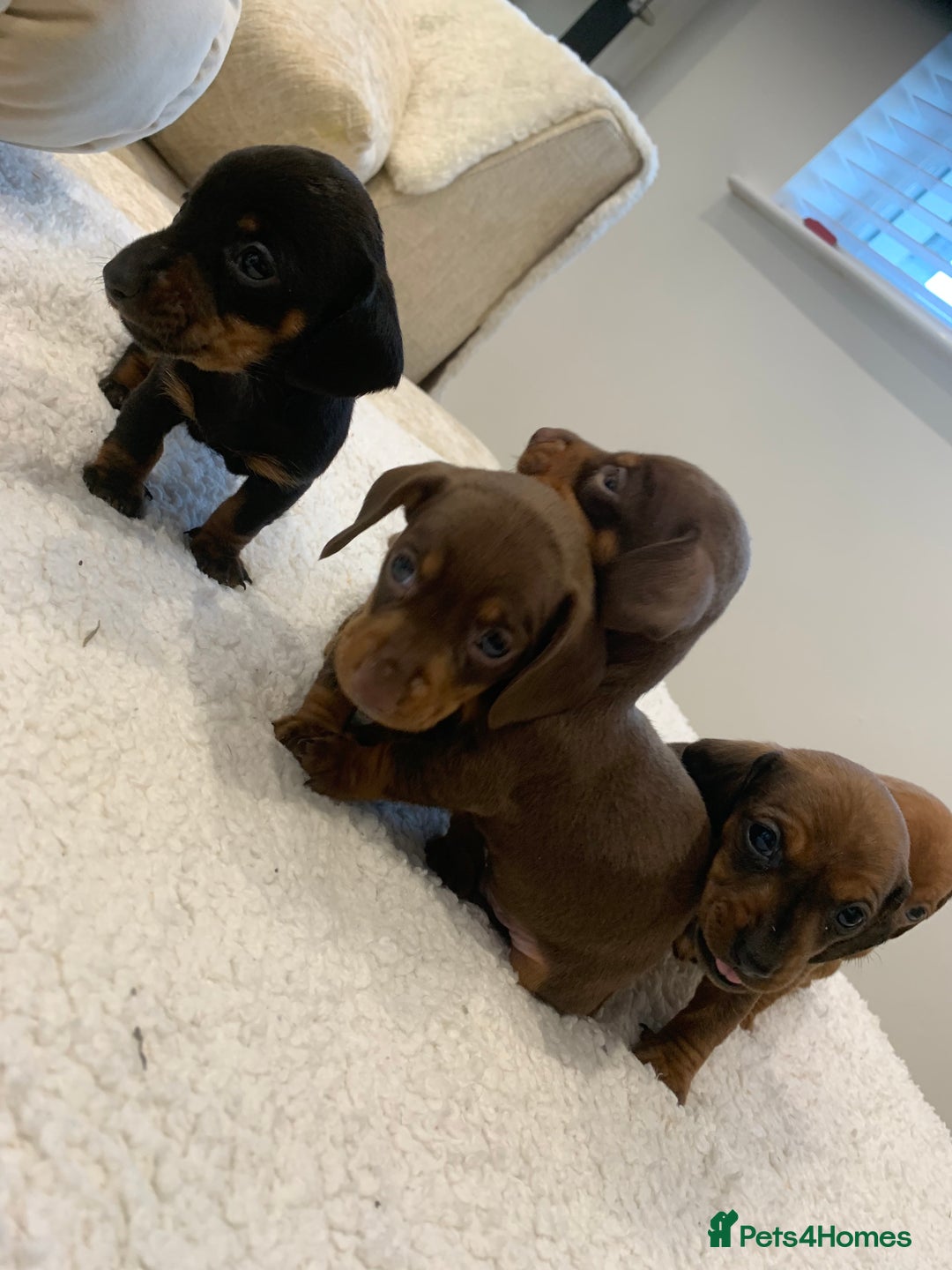 Dachshund dogs for sale: Dachshund puppies  - Image 13