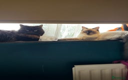 Ragdoll cats for sale: Gorgeous SealPoint Ragdoll Looking for Loving Home - Image 4