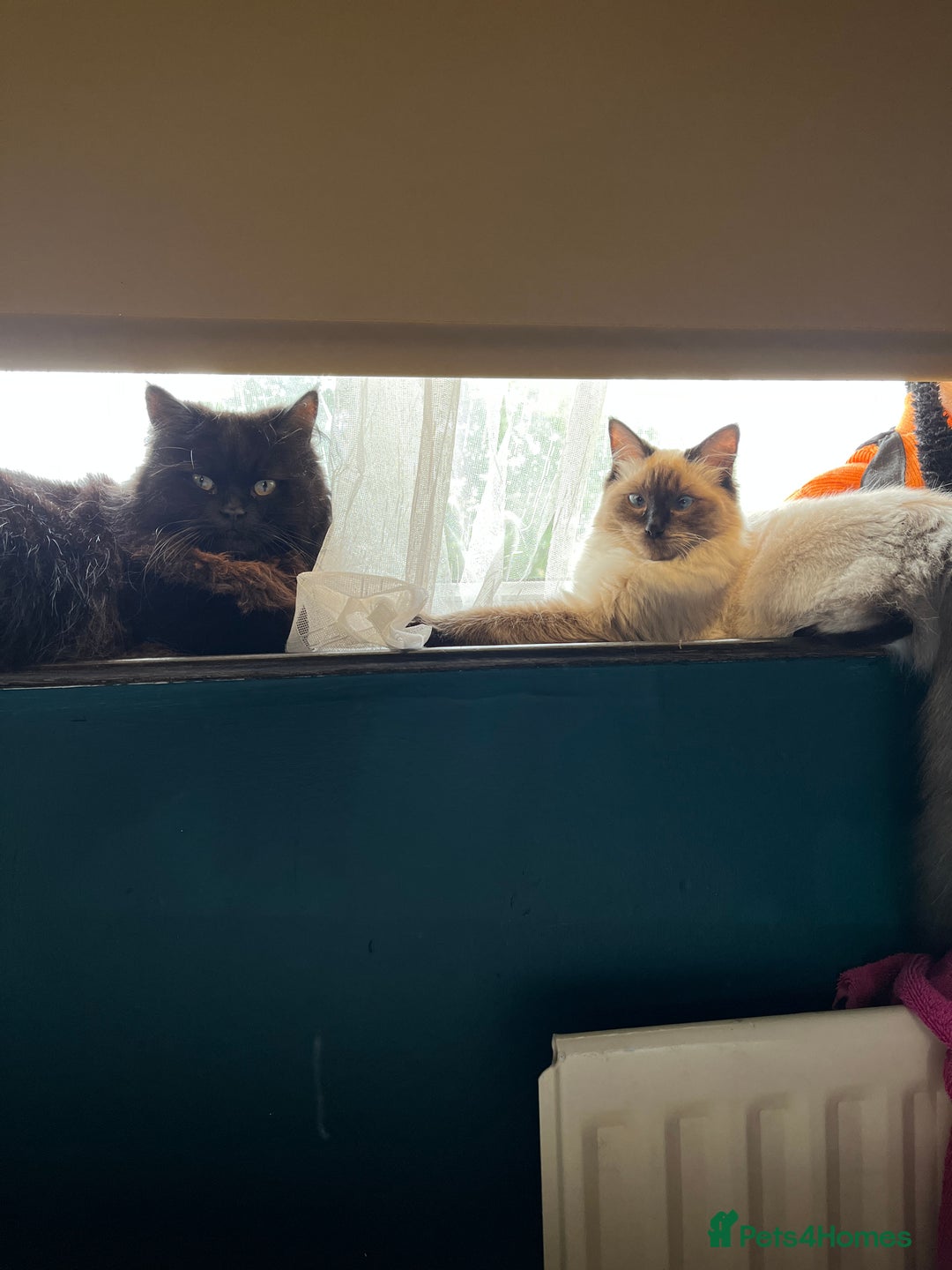 Ragdoll cats for sale: Gorgeous SealPoint Ragdoll Looking for Loving Home - Image 4
