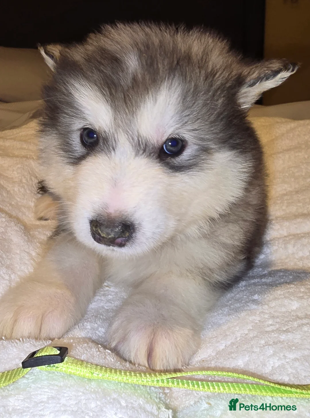 Alaskan Malamute dogs for sale: Pure Alaskan Malamute - Advert 18
