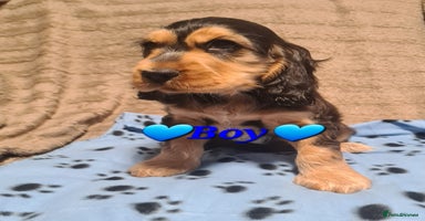 Cocker Spaniel dogs - Advert 14