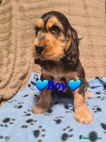 Cocker Spaniel dogs - Advert 5